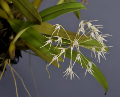 Bulbophyllum laxiflorum. Closer.