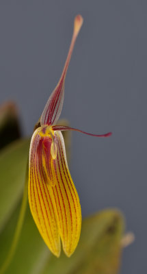 Restrepia brachypus. Closer.