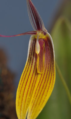 Restrepia brachypus. Close-up.