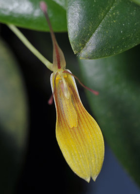 Restrepia brachypus cf. Close-up.