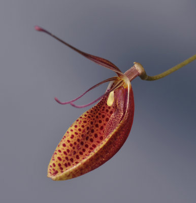 Restrepia cymbula. Close-up.