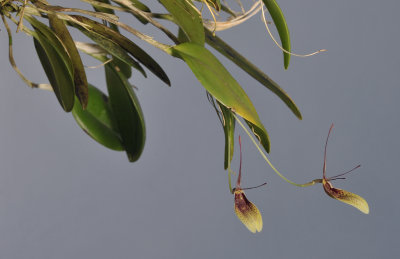 Restrepia elegans