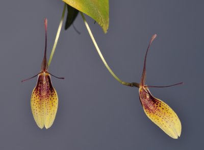 Restrepia elegans. Closer.