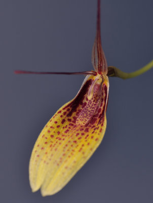 Restrepia elegans. Close-up.