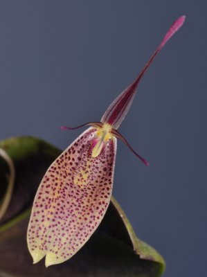 Restrepia vasquezii. Closer.