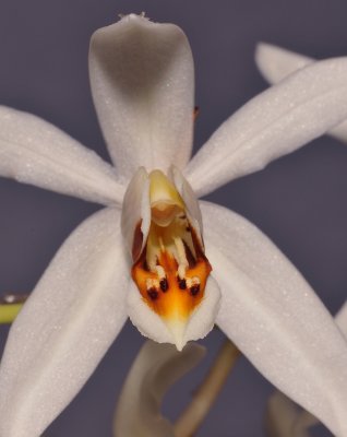 Coelogyne hirtella. Close-up lip. 