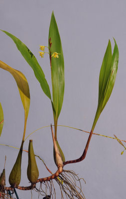 Coelogyne prolifera