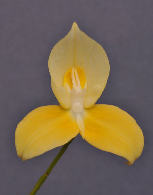 Disa uniflora. Yellow.