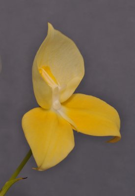 Disa uniflora. Yellow.