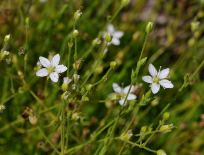 Minuartia verna. Closer.