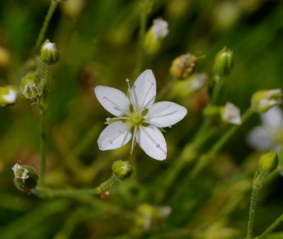 Minuartia verna. Close-up.