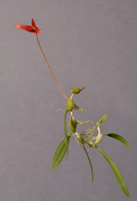 Bulbophyllum inaequale 