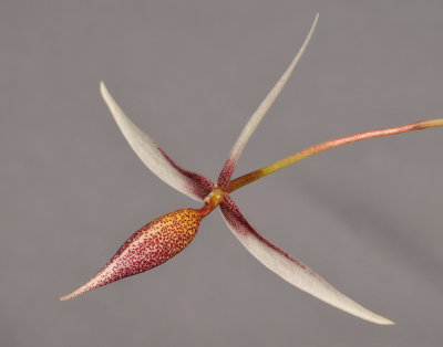Bulbophyllum nitidum