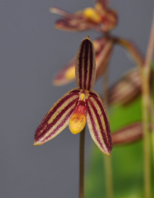 Bulbophyllum sp. Close-up. 