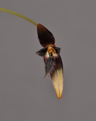 Bulbophyllum sp. Close-up.