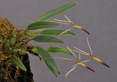 Bulbophyllum longilabre