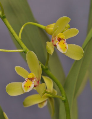 Cymbidium chloranthum. Closer. 