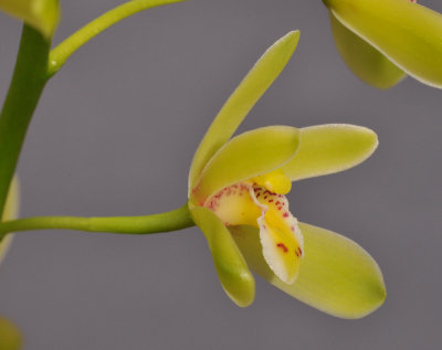 Cymbidium chloranthum. Close-up side. 