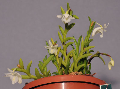 Dendrobium sphenochilum cf.