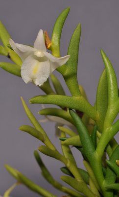 Dendrobium sphenochilum cf. Closer. 