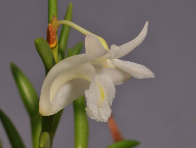 Dendrobium sphenochilum cf. Close-up side.
