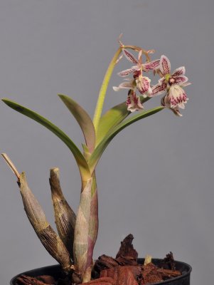 Epidendrum marmoratum