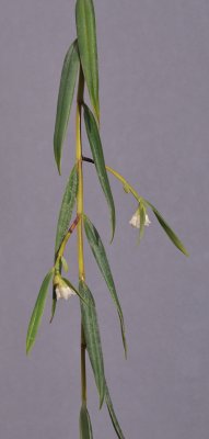 Glomera papuana