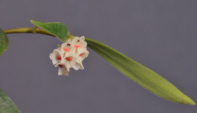 Glomera papuana. Closer. 