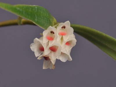 Glomera papuana. Close-up. 