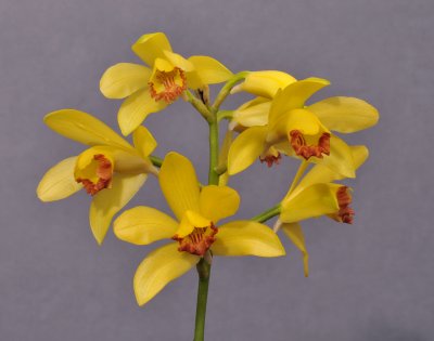 Phaius flavus 