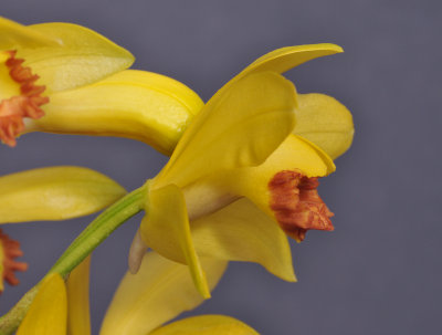 Phaius flavus. Close-up side. 