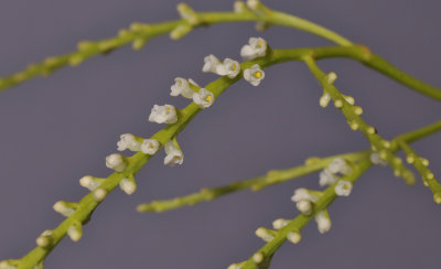 Schoenorchis minutiflora. Closer. 