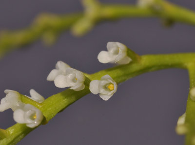 Schoenorchis minutiflora. Close-up.