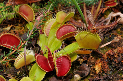 Dionaea muscipula with prey 1 