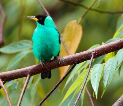 green3.jpg