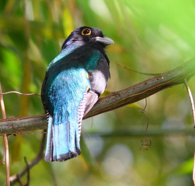 trogon3.jpg