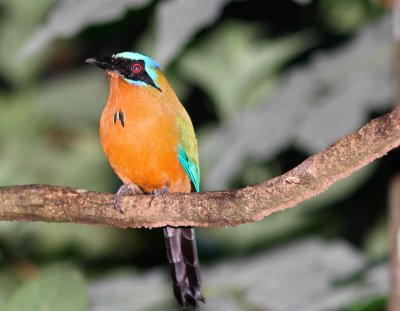 motmot.jpg