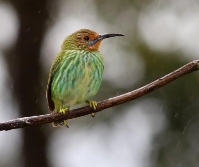 Purple Honeycreeper