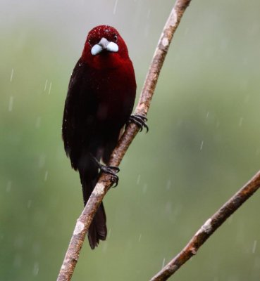 Silver Tanager