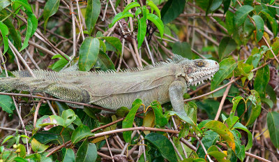iguana