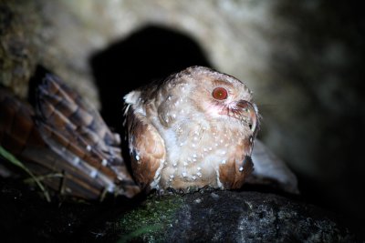 Oilbird