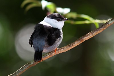 White-throated Manakin