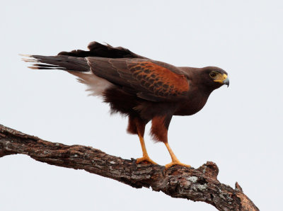 laredo_birding_festival