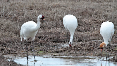 granger_whooping_cranes