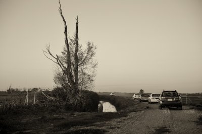 Sandhill Cranes 2011