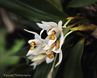Himalayan Orchids