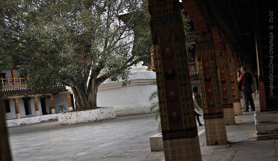 Capturing the Bodhi Tree