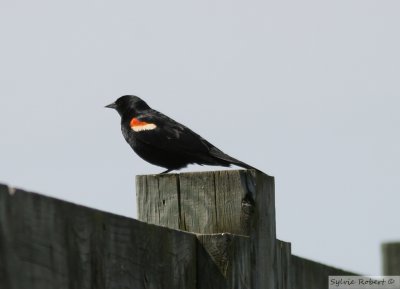Carouge  paulettesRed-winged blackbirdBaie-du-Febvre4 juin 2011