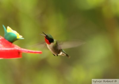Colibri  gorge rubis mleMale Ruby-throated hummingbirdDunany29 mai 2011