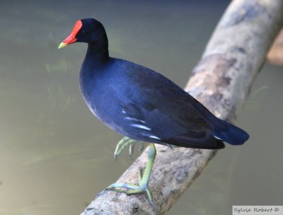 Gallinule poule-d'eauCommon moorhenGamboa Rainforest Resort8 janvier 2012
